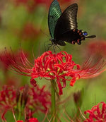 Load image into Gallery viewer, Lily Equinox Flower Bulbs Seeds