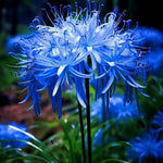 Load image into Gallery viewer, Lily Equinox Flower Bulbs Seeds
