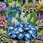 Load image into Gallery viewer, Shade-Tolerant and Cold-Hardy Hosta Flowers