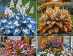 Load image into Gallery viewer, Shade-Tolerant and Cold-Hardy Hosta Flowers